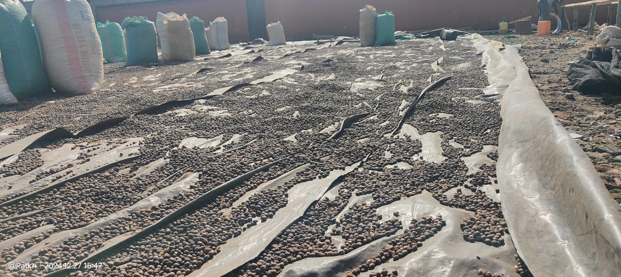 Photos of Solar Coffee Driers